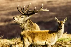 MC 19 036 - Stag of exmoor - two-deers-standing-in-a-field-with-their-
