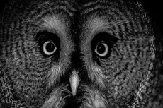 MC 19 037 - Gray owl rare breeds Totnes - an-owl-with-big-eyes-and-a-b