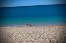 MC 19 040 - Dream not slip on sands - a-dog-is-playing-on-the-beach-wi