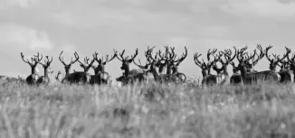 MC 19 041 - Exmoor stag - a-herd-of-deers-in-a-field
