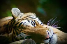 MC 19 042 - Amur tiger Dragan dartmoor zoo - a-tiger-is-laying-down-on