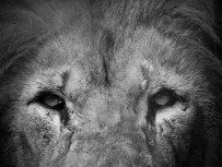 MC 19 044 - Jasiri Black and white - a-black-and-white-photo-of-a-lion
