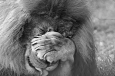 MC 19 045 - Jasiri paw over eyes - a-lion-with-its-mouth-open-and-its-