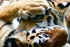 MC 19 046 - Play (amur tiger ) - a-tiger-laying-down