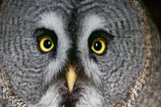 MC 19 047 - Gray Owl - an-owl-with-yellow-eyes-and-a-black-background