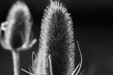 MC 19 052 - a closer look - a-black-and-white-photo-of-a-flower