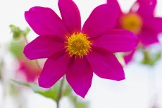 MC 19 054 - Spring is here - a-close-up-of-a-pink-flower