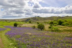 MC 19 055 - signs of spring landscape - a-field-of-purple-flowers