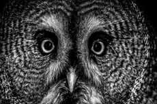 MC 19 058 - Gray owl - a-black-and-white-photo-of-an-owl