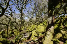 MC 19 066 - Witsman's woods - a-moss-covered-forest-with-trees-and-roc