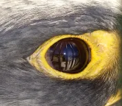 MC 19 067 - captivity  - a-close-up-of-a-bird-s-eye
