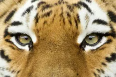 MC 19 078 - Amur tiger - a-close-up-of-a-tiger-s-face