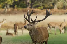 MC 20 086 - Stag Richmond Park - a-herd-of-deer-standing-in-a-field