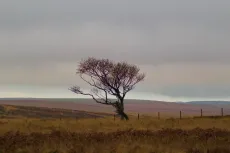 MC 20 097 - Across the top of Exmoor - a-lone-tree-in-a-field-with-a-c