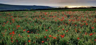 MC 20 111 - a-field-of-red-poppies-in-the-sun