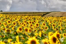 MC 20 121- sunflower 2 - sunflowers-in-a-field