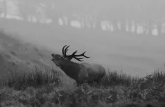 MC 20 125 - Exmoor Stag - a-deer-standing-in-a-field-with-fog