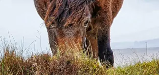 MC 20 127 - 20201023_113754-01 - a-horse-grazing-in-a-field-of-tall-gr