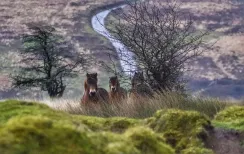 MC 21 134 - exmoor pony's - a-couple-of-animals-standing-in-a-field