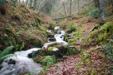 MC 21 135 - Horner woods Exmoor - a-stream-in-the-woods-with-moss-and-