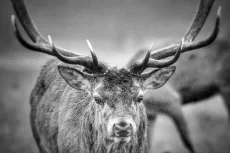 MC 21 141 - Stag - a-black-and-white-photo-of-a-deer