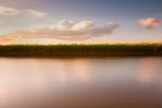 Martham Reeds