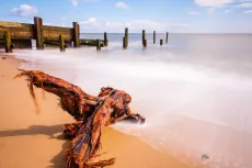 Driftwood 