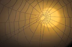 Spider Web at Martham