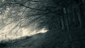 Split-tone Forest