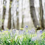 Kings Wood, Chilham Kent