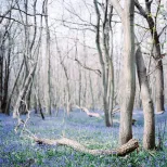 Bluebell season Kings wood
