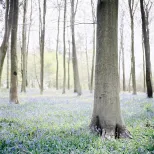Spring in the Kings Wood