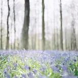 Bluebells