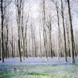 Springtime English National Park 