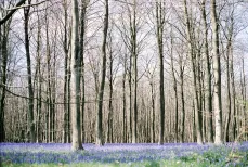 Bluebells in Kings Wood