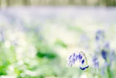 Lone flower
