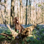 Kings wood Monty and the Bluebells