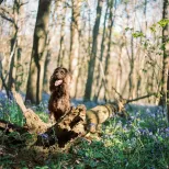 Kings wood - Monty and the Bluebells