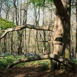Kings wood tree swing