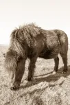 Shetland 