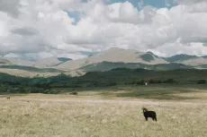 Herdwick Lamb