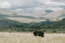 Herdwick Lamb