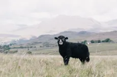 Herdwick Lamb