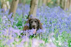 Bluebells April