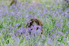 Bluebells April