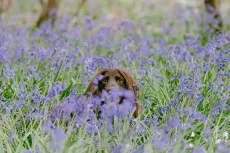 Bluebells April 