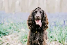 Monty and the Bluebells