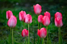 SPF 130 - pink-tulips-in-the-garden