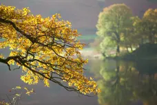 TB 17 023 -  - a-tree-with-yellow-leaves