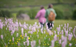 TB 19 174 - Swaledale wildlfower walk - a-couple-walking-through-a-fie